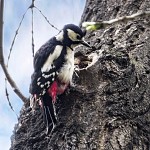 Great spotted woodpecker.